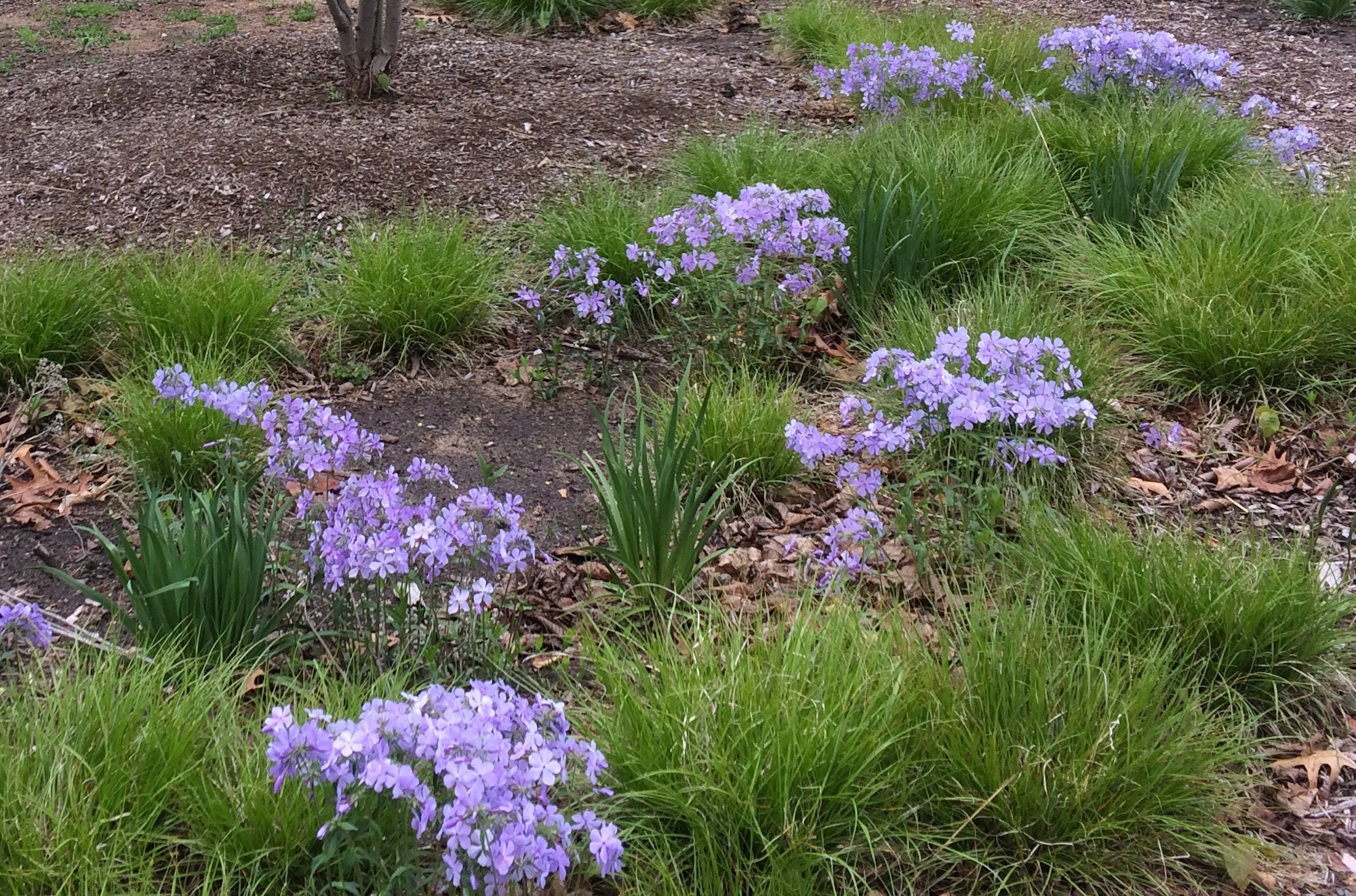 Wild blue phlox and Pennsylvania sedge in early May