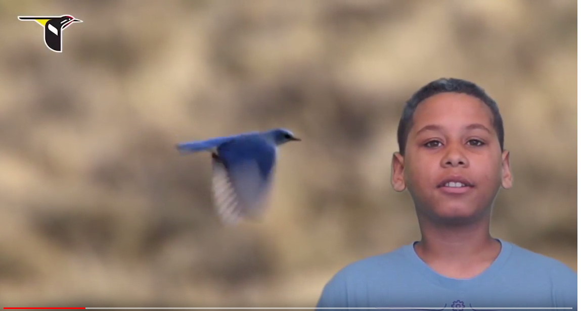 Payton's haiku: "I love the bluebird"