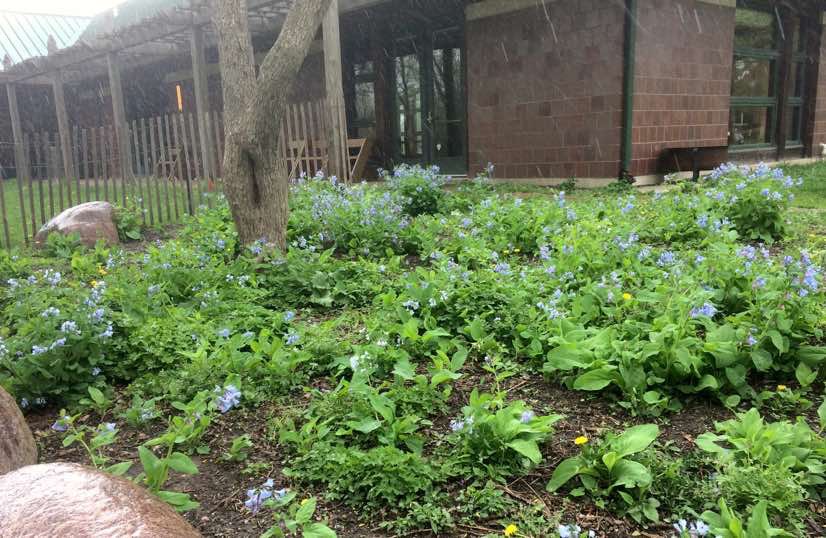 Bluebells in rain garden