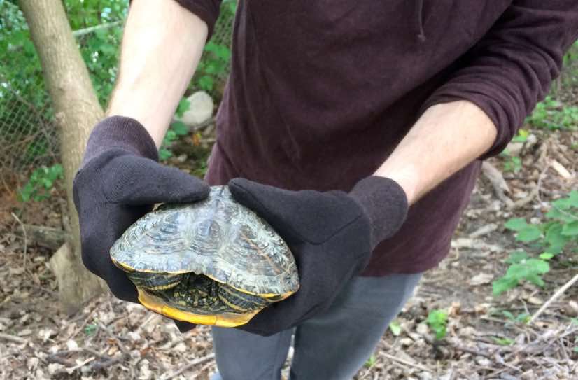Volunteer with turtle